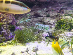 沖縄美ら海水族館に投稿された画像(2026/7/18)