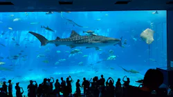 沖縄美ら海水族館に投稿された画像(2026/7/18)