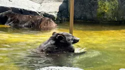 奥飛騨クマ牧場に投稿された画像(2026/7/19)