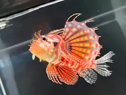 大分マリーンパレス水族館 「うみたまご」に投稿された画像(2026/7/19)