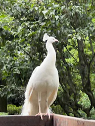 伊豆シャボテン動物公園に投稿された画像(2026/7/19)