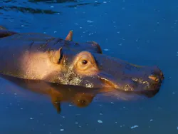 東武動物公園に投稿された画像(2026/7/19)