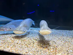 カワスイ 川崎⽔族館に投稿された画像(2026/7/19)