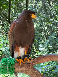 しろとり動物園に投稿された画像(2026/7/19)