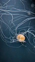 サンシャイン水族館に投稿された画像(2026/7/19)
