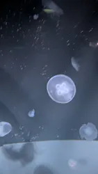 サンシャイン水族館に投稿された画像(2026/7/19)