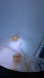 サンシャイン水族館に投稿された画像(2026/7/19)