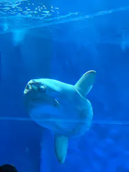 アクアワールド茨城県大洗水族館に投稿された画像(2026/7/19)