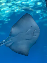 アクアワールド茨城県大洗水族館に投稿された画像(2026/7/19)