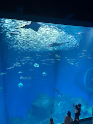 アクアワールド茨城県大洗水族館に投稿された画像(2026/7/19)