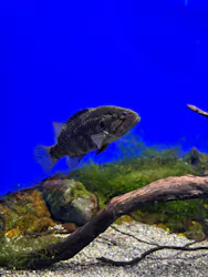サンシャイン水族館に投稿された画像(2026/7/19)