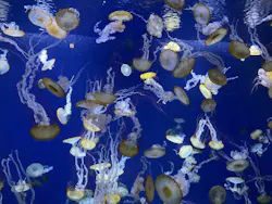 新江ノ島水族館に投稿された画像(2026/7/19)