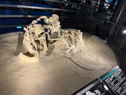 福井県立恐竜博物館に投稿された画像(2026/7/19)