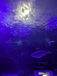 名古屋港水族館に投稿された画像(2026/7/19)