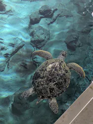 名古屋港水族館に投稿された画像(2026/7/19)