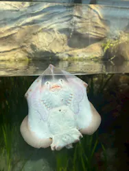 環境水族館アクアマリンふくしまに投稿された画像(2026/7/19)