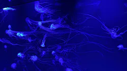 サンシャイン水族館に投稿された画像(2026/7/19)