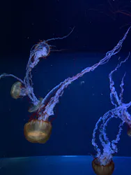 すみだ水族館に投稿された画像(2026/7/19)