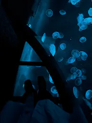 すみだ水族館に投稿された画像(2026/7/19)