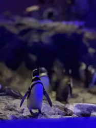 すみだ水族館に投稿された画像(2026/7/19)