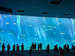 沖縄美ら海水族館に投稿された画像(2026/7/19)