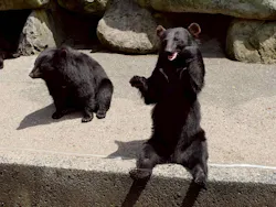 奥飛騨クマ牧場に投稿された画像(2026/7/20)