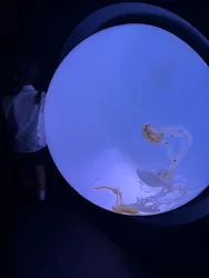 サンシャイン水族館に投稿された画像(2026/7/20)