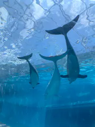 太地町立くじらの博物館に投稿された画像(2026/7/20)