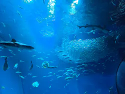 アクアワールド茨城県大洗水族館に投稿された画像(2026/7/20)