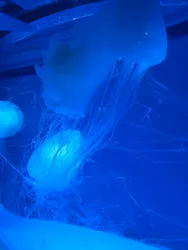 アクアワールド茨城県大洗水族館に投稿された画像(2026/7/20)