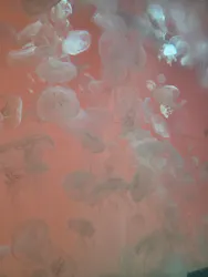 アクアワールド茨城県大洗水族館に投稿された画像(2026/7/20)