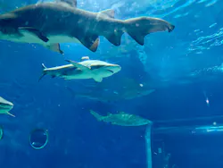 アクアワールド茨城県大洗水族館に投稿された画像(2026/7/20)