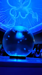新江ノ島水族館に投稿された画像(2026/7/20)