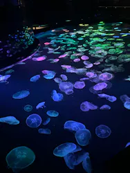 すみだ水族館に投稿された画像(2026/7/20)