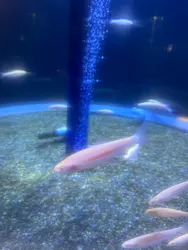サケのふるさと 千歳水族館に投稿された画像(2026/7/20)