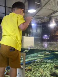 サケのふるさと 千歳水族館に投稿された画像(2026/7/20)
