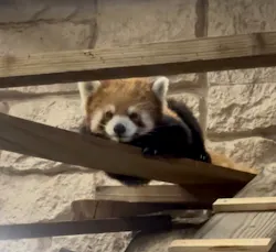 天王寺動物園に投稿された画像(2026/7/20)