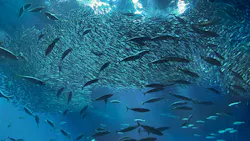 アクアワールド茨城県大洗水族館に投稿された画像(2026/7/20)