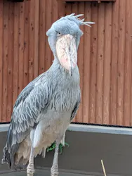掛川花鳥園に投稿された画像(2026/7/21)