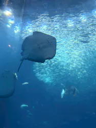 アクアワールド茨城県大洗水族館に投稿された画像(2026/7/21)