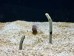 横浜開運水族館 フォーチュンアクアリウムに投稿された画像(2026/7/21)
