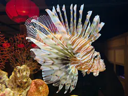 横浜開運水族館 フォーチュンアクアリウムに投稿された画像(2026/7/21)