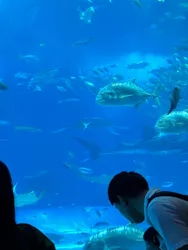 沖縄美ら海水族館に投稿された画像(2026/7/21)