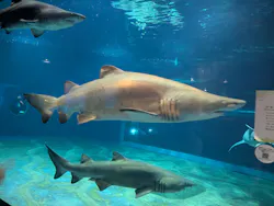 アクアワールド茨城県大洗水族館に投稿された画像(2026/7/21)