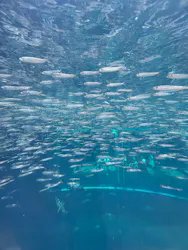 環境水族館アクアマリンふくしまに投稿された画像(2026/7/21)
