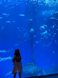 アクアワールド茨城県大洗水族館に投稿された画像(2026/7/21)