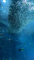 アクアワールド茨城県大洗水族館に投稿された画像(2026/7/21)
