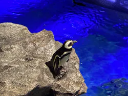 すみだ水族館に投稿された画像(2026/7/21)