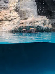 アクアワールド茨城県大洗水族館に投稿された画像(2026/7/22)