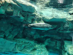 アクアワールド茨城県大洗水族館に投稿された画像(2026/7/22)